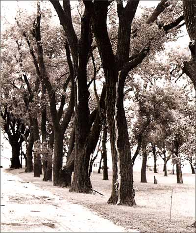 Lightning struck these elms north of Macksville in September 1974. Photo copyright by Leon Unruh.