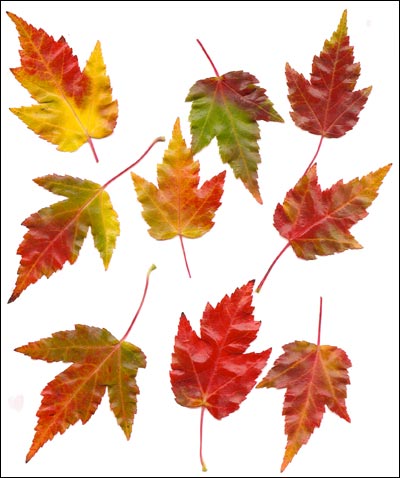 Maple leafs. Photo copyright 2008 by Leon Unruh.