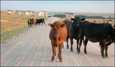 Monument Rocks and cattle in August. Photo copyright 2007 by Leon Unruh.