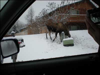 Female moose browses in Eagle River, Alaska. Photo copyright 2009 by Leon Unruh.