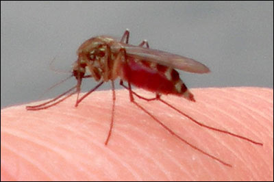 A mosquito sucks my blood. Photo copyright 2008 by Leon Unruh.
