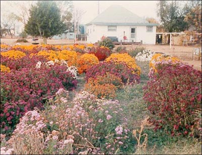Burl Schell grew these chrysanthemums in his garden in Pawnee Rock. Photo by Burl Schnell.