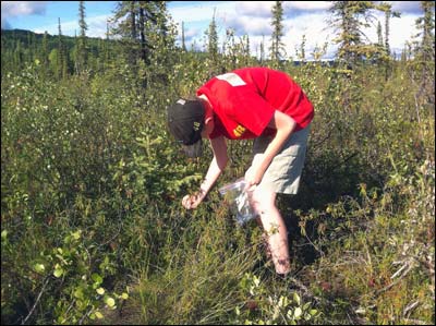 Nik picks blueberries. Photo copyright 2011 by Leon Unruh.