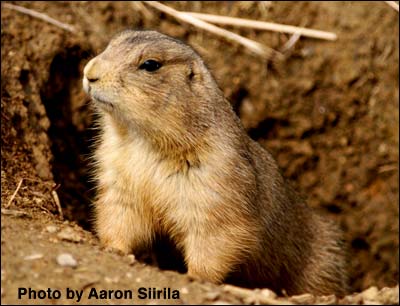 Prairie dog. Photo from wikipedia.org and Aaron Siirila.