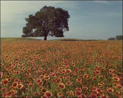 Tree and gallardias near Pawnee Rock. Photo copyright 1973 Leon Unruh.