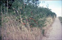 Sand-hill plums grow in a ditch south of the Arkansas River near Pawnee Rock. Photo copyright 2007 by Virgil Smith.