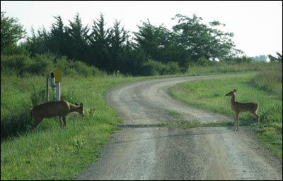 Whitetail deer and trees in Quivira National Wildlife Refuge. Photo copyright 2011 by Larry Mix.