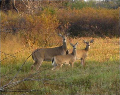 White-tail deer at Quivira National Wildlife Refuge. Photo copyright 2008 by Larry Mix.