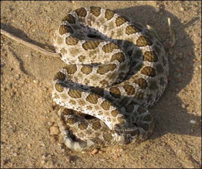 Massasauga rattlesnake, photographed at Quivira National Wildlife Refuge by Larry Mix. Photo copyright 2008 by Larry Mix.