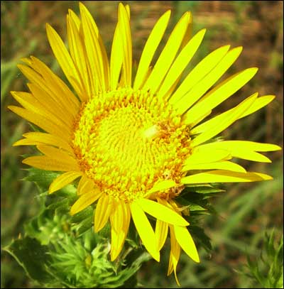 Flower found along the Arkansas River. Photo copyright 2008 by Leon Unruh.