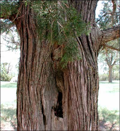 Cedar at Pawnee Rock State Park. Photo copyright 2008 by Leon Unruh.