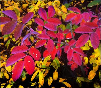 A wild rose's leaves glow in the willow underbrush. Photo copyright 2011 by Leon Unruh.