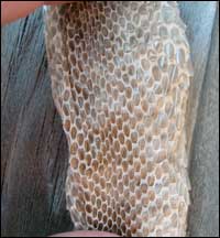 Bull snake skin, found in August 2006 on a farm near Pawnee Rock. Photo copyright 2006 by Leon Unruh.