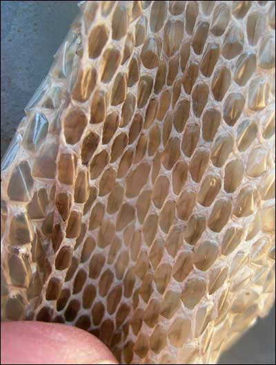 Bullsnake skin, Pawnee Rock. Photo copyright 2010 by Leon Unruh.