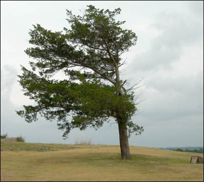 Tree on Pawnee Rock that has been shaped by the south wind. Photo copyright 2006 by Leon Unruh.