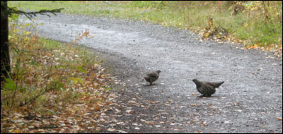 Spruce grouse, Chugach State Park. Photo copyright 2008 by Leon Unruh.