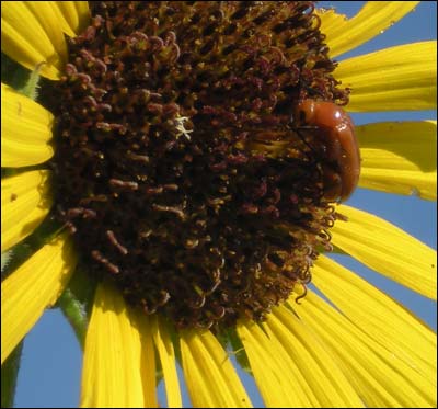 Sunflower with insect near Pawnee Rock. Photo copyright 2011 by Leon Unruh.
