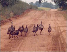 Wild turkeys near the Arkansas River. Photo copyright 2006 by Elgie Unruh.