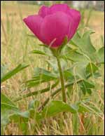 Wine cup growing behind the Pawnee Rock school in August 2006. Photo copyright 2006 by Leon Unruh.