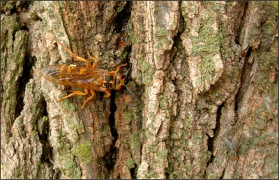 Yellowjacket drinks elm sap on Pawnee Rock. Photo copyright 2006 by Leon Unruh.